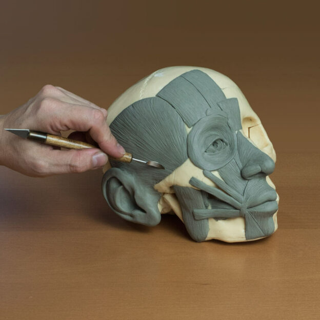 Finishing the écorché in Vitruvian Studio's Anatomy of the Face online course.