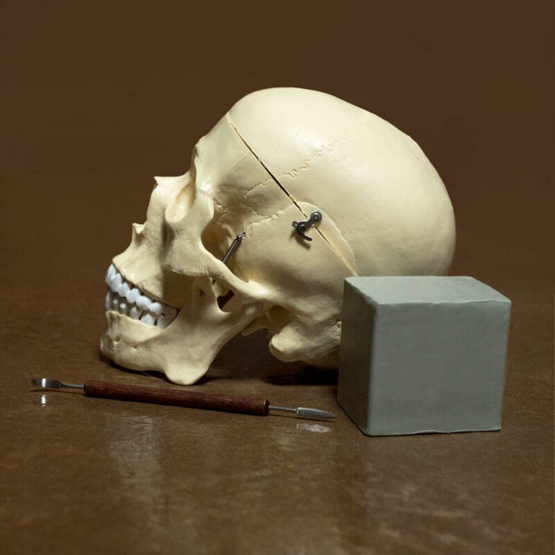 The required materials for Anatomy of the Face are simple: a skull, a clay tool, and half a block of clay.