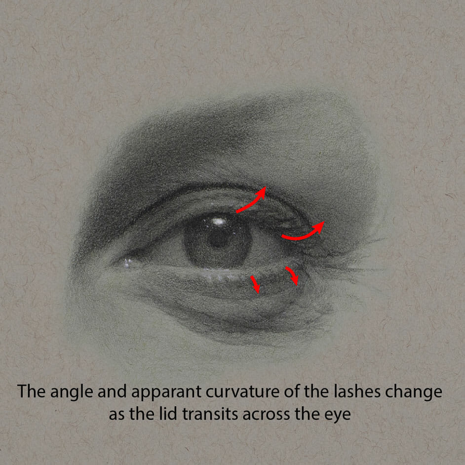 This shot of the drawing of the eye shows how the angle and apparent curvature of the lashes changes as the lid transits across the eye.