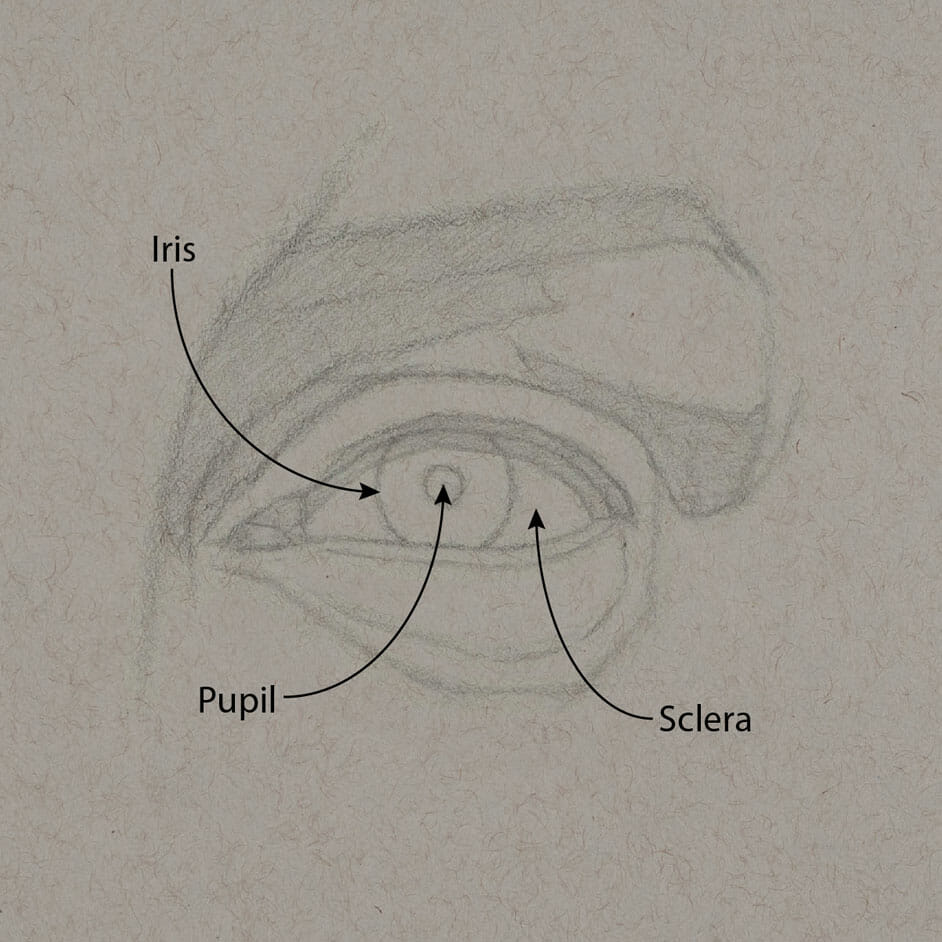 The next stage of the demonstration drawing, with the iris, pupil and sclera (white of the eye) indicated.